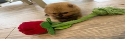Pomeranian dogs for sale: Kc pomeranian puppies  - Advert 5