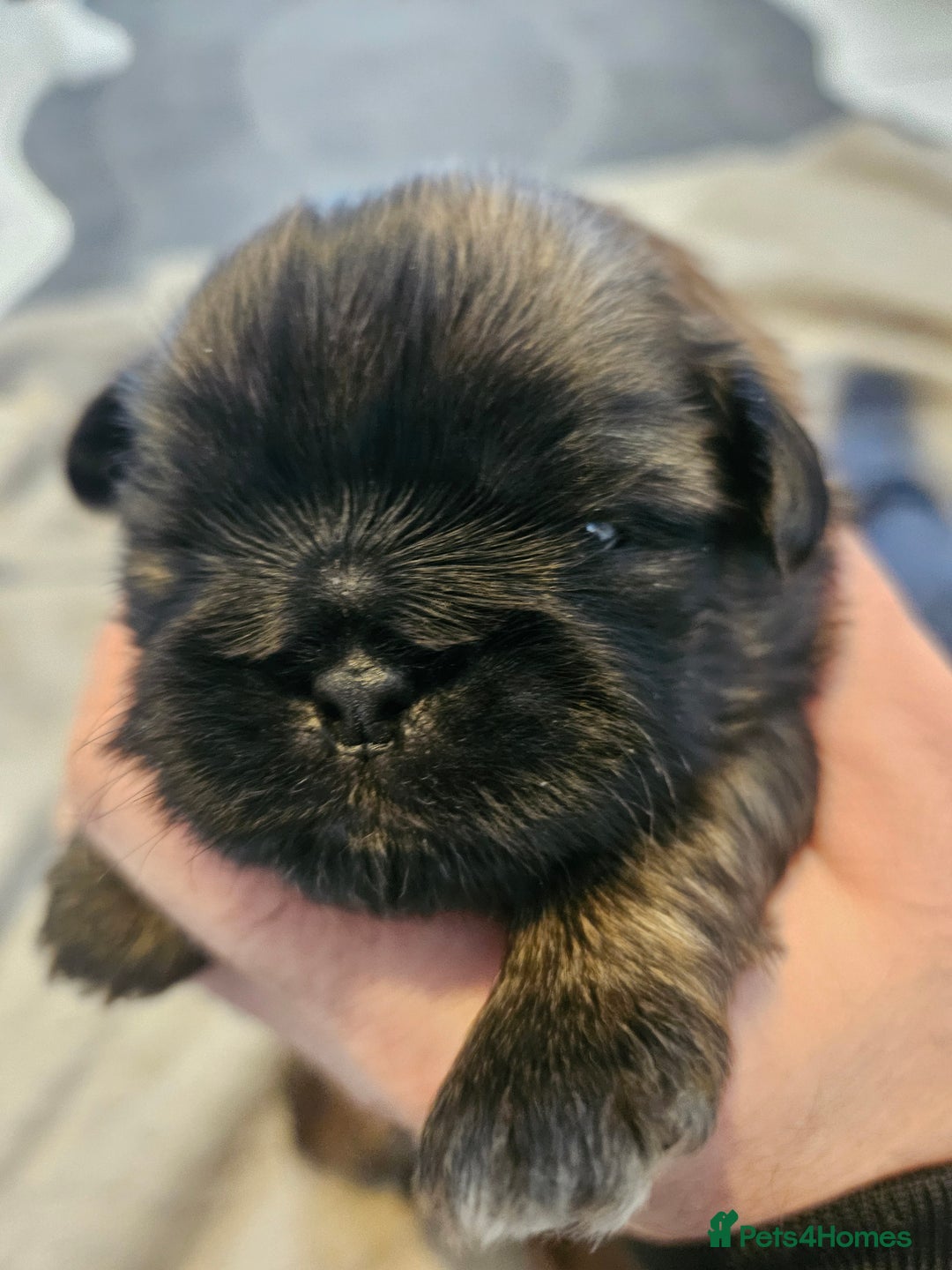 Shih Tzu dogs for sale: Shihtzu puppys  - Advert 4