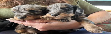 Doxiepoo Puppy 2