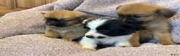 Pomchi dogs for sale: Pomchi in Hull - Advert 24