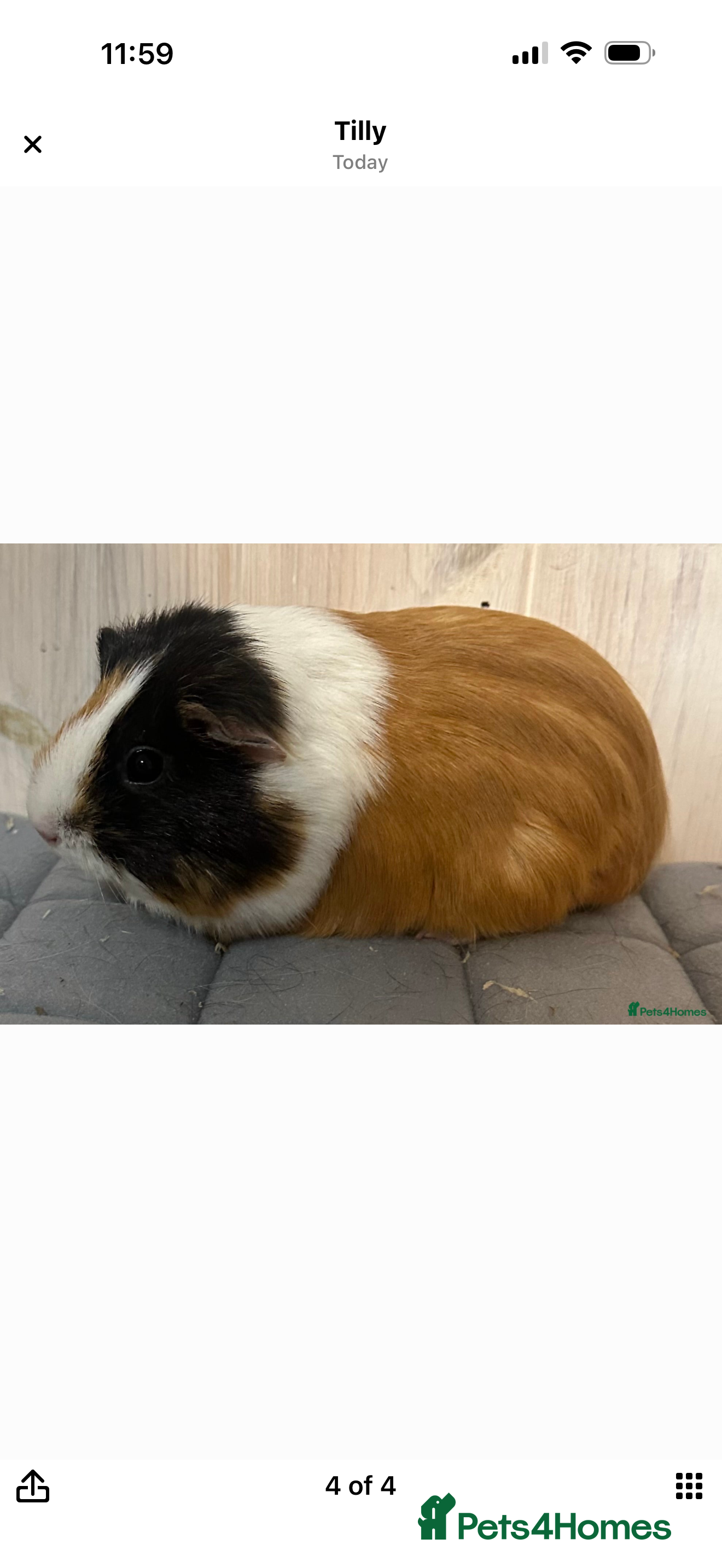Guinea Pig rodents 10 Month old Guinea Pig Rehome - Advert 2