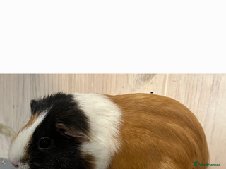 Guinea Pig rodents 10 Month old Guinea Pig Rehome - Advert 2