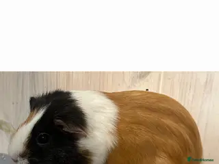 Guinea Pig rodents 10 Month old Guinea Pig Rehome - Advert 8