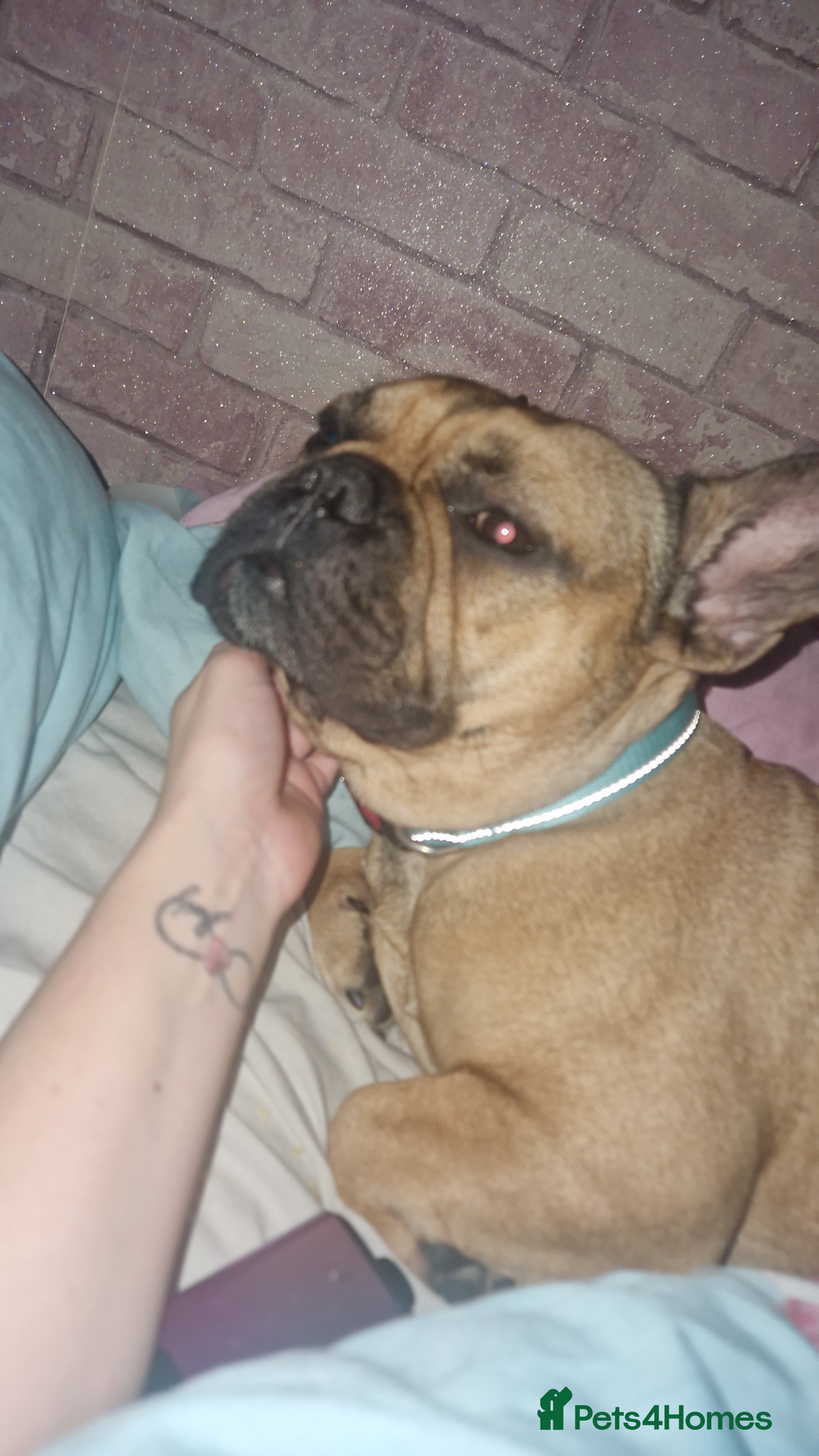 French Bulldog dogs Reggie - Advert 14