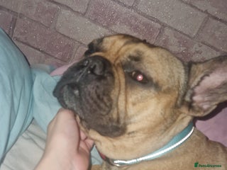 French Bulldog dogs Reggie - Advert 5