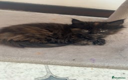 Maine Coon cats for sale: Maine Coon Kittens  - Image 12