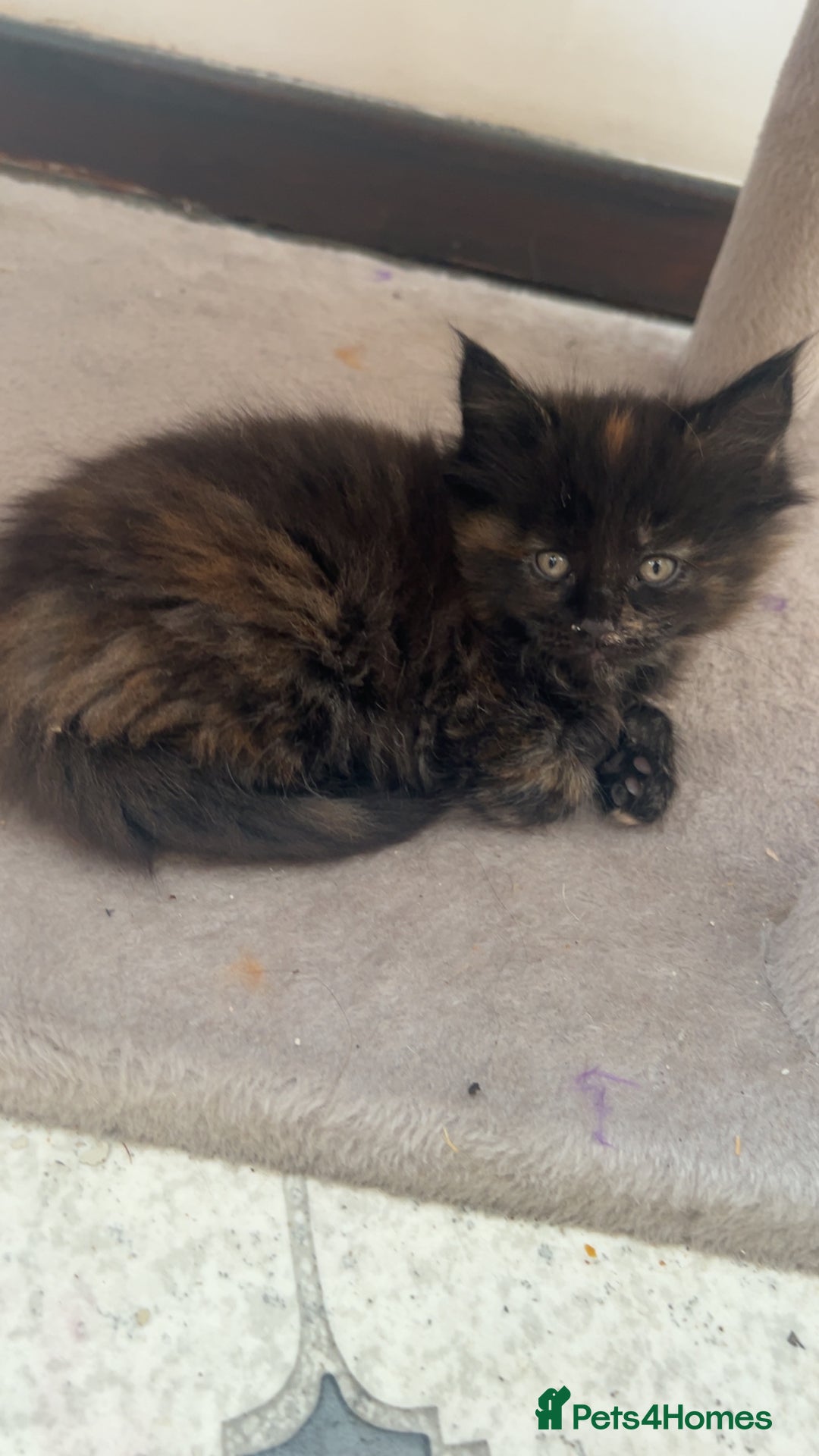 Maine Coon cats for sale: Maine Coon Kittens  - Image 12