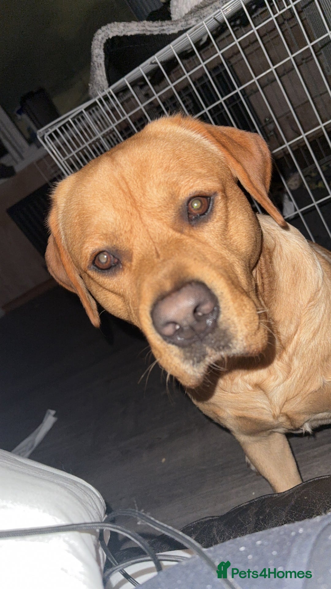 Labrador Retriever dogs for sale: Harvey KC registered  - Advert 9