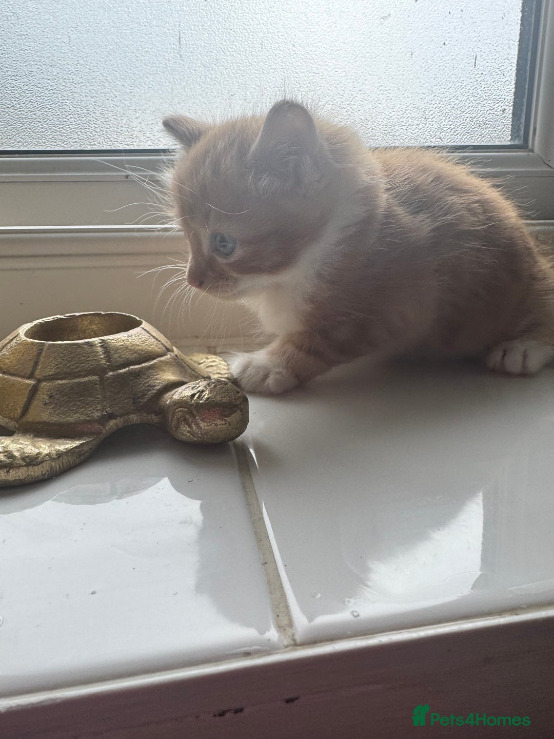 Ragdoll cats for sale: Beautiful kittens for sale  - Image 6