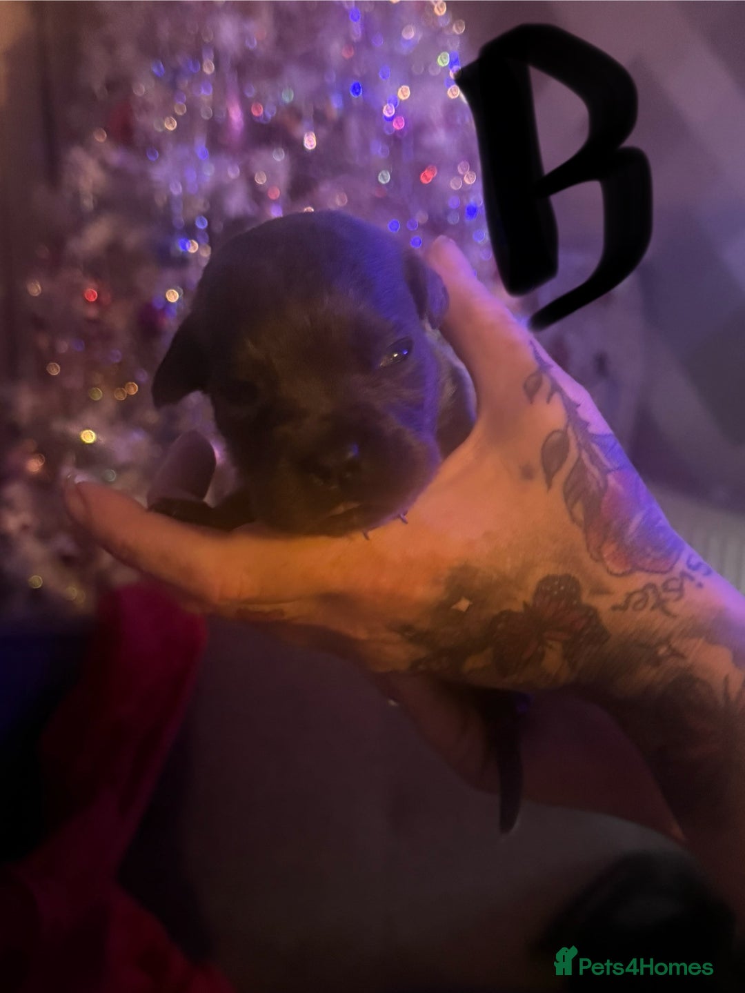 Cane Corso dogs for sale: Cane Corso puppies - Image 3