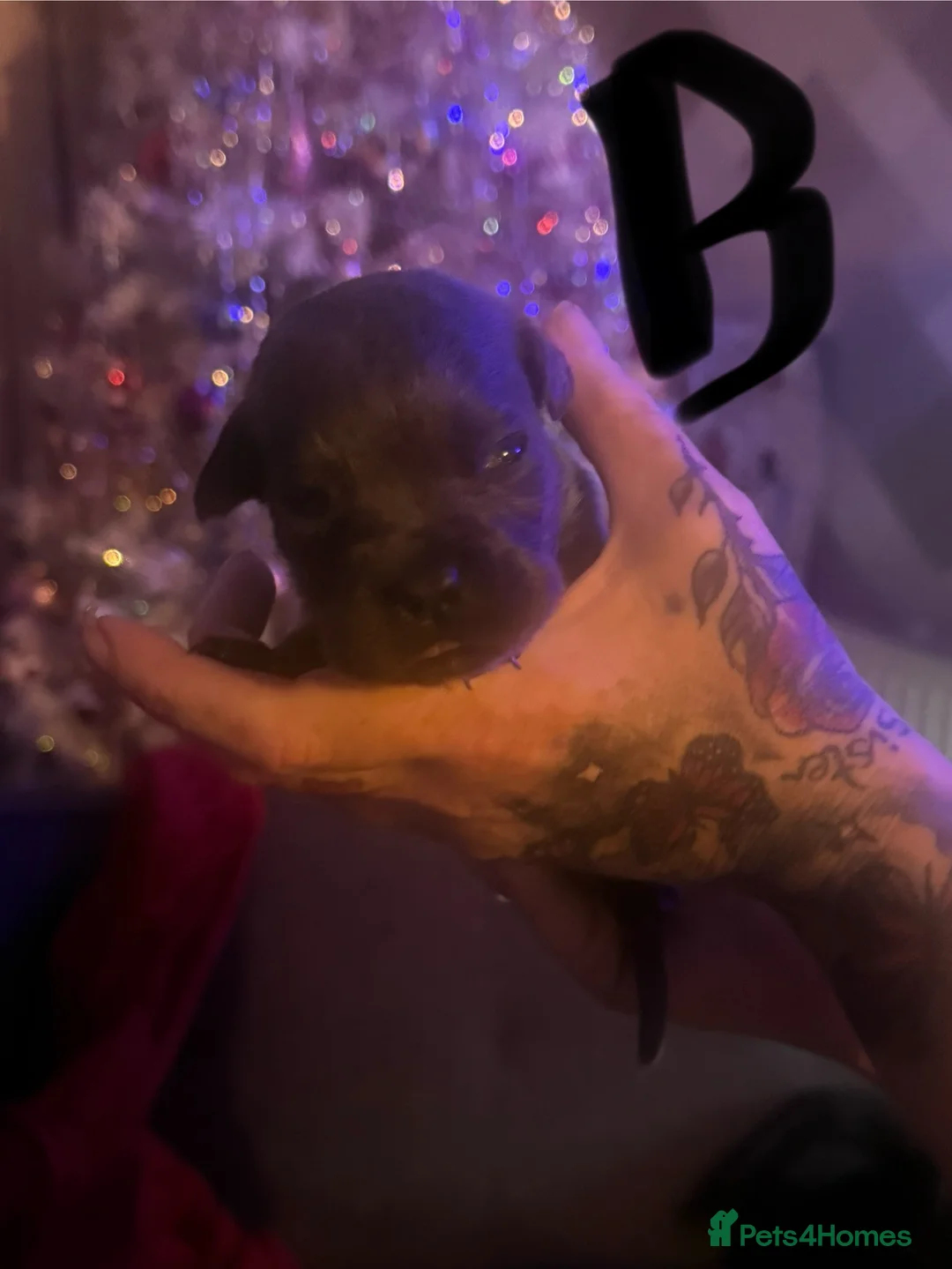 Cane Corso dogs for sale: 1 Cane Corso puppy left - Advert 3