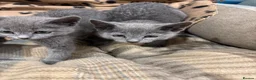 Russian Blue cats for sale: Pure bred Russian blue kittens.  - Advert 2