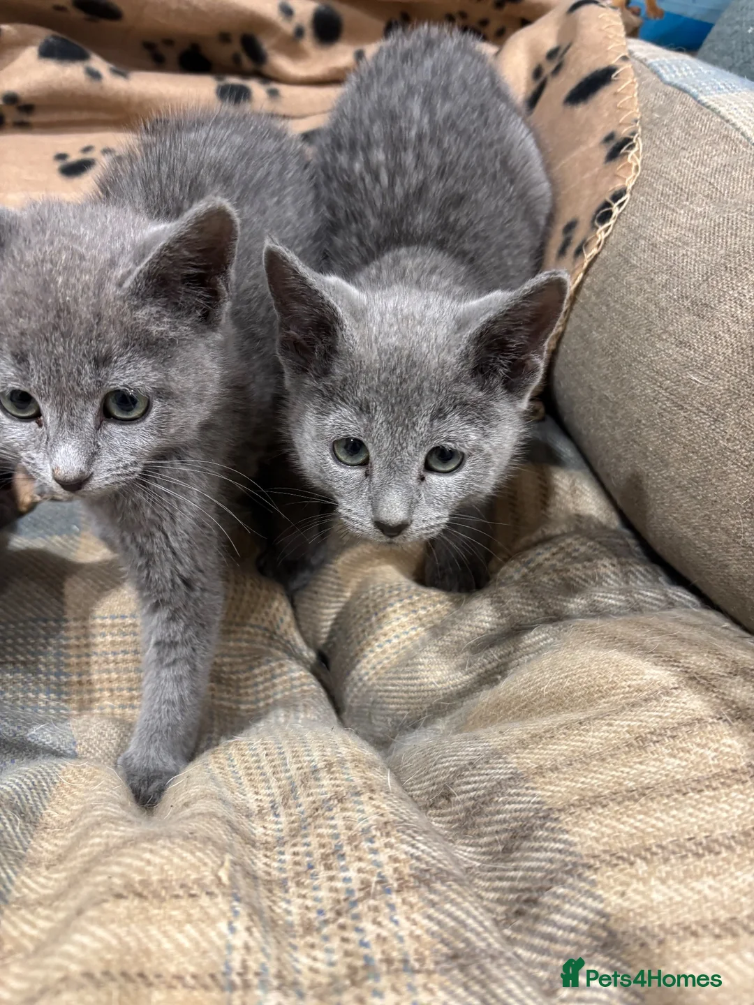 Russian Blue cats for sale: Pure bred Russian blue kittens.  - Advert 2