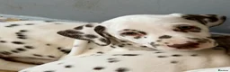 Dalmatian dogs for sale: Unexpectedly re-available Dalmatian girl-ready now - Advert 4