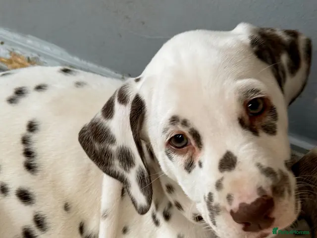 Dalmatian dogs Dalmatian girl - ready 23/10/2026 - Advert 3