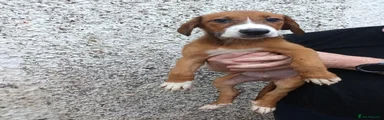 Mixed Breed 1