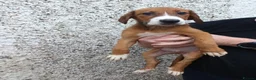 Mixed Breed dogs for sale: Border collie x puppies - Advert 6