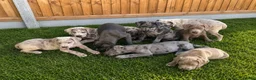 Cane Corso dogs for sale: Cane coral puppy’s ready now  - Advert 2