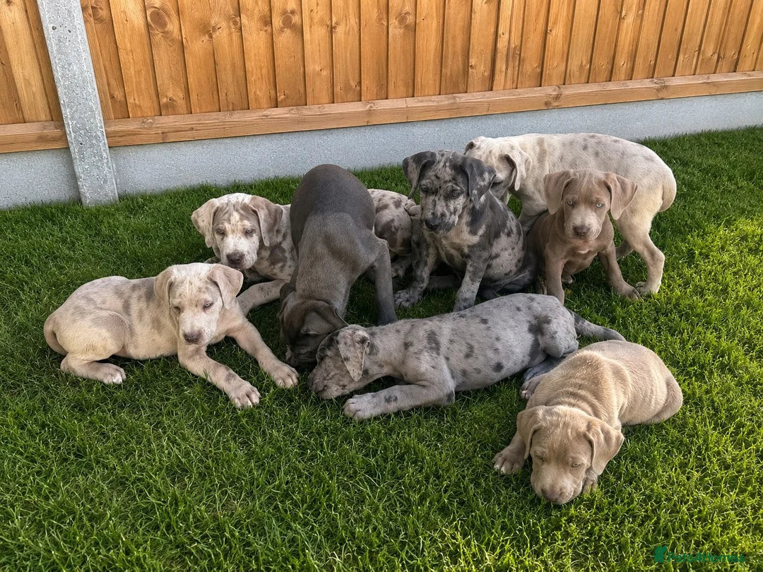 Cane Corso dogs for sale: Cane coral puppy’s ready now  - Advert 2