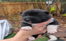 Akita dogs for sale: Akita Puppies - Advert 5