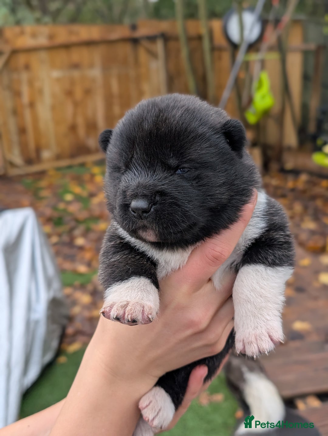 Akita dogs for sale: Akita Puppies - Advert 5