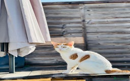 Domestic Shorthair cats for sale: Ready for adoption  - Image 3