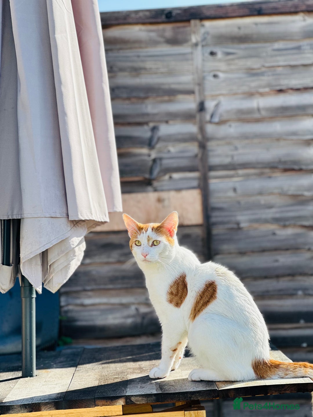 Domestic Shorthair cats for sale: Ready for adoption  - Image 3