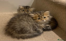 Persian cats for sale: 7 x beautiful persian kittens ready Thursday 14/08 - Image 14