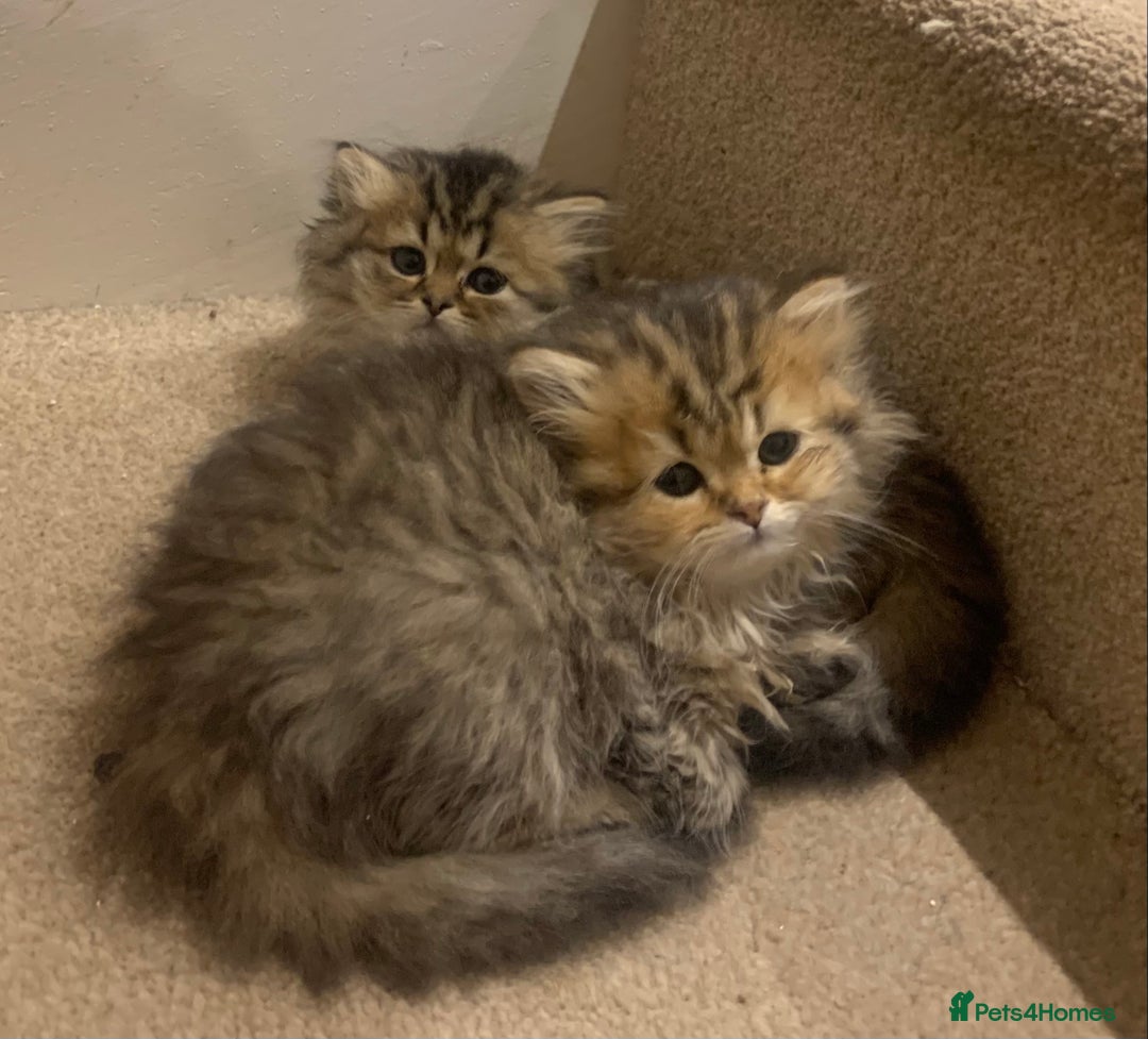 Persian cats for sale: 7 x beautiful persian kittens ready Thursday 14/08 - Image 14