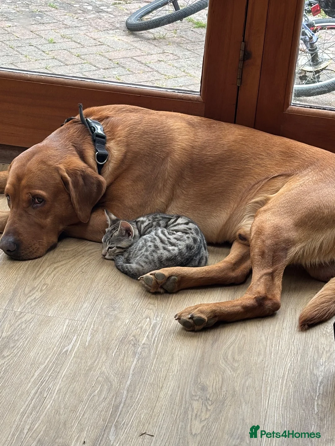 Labrador Retriever dogs for stud: Lovely Fox Red Lab for stud 🧡 - Advert 2