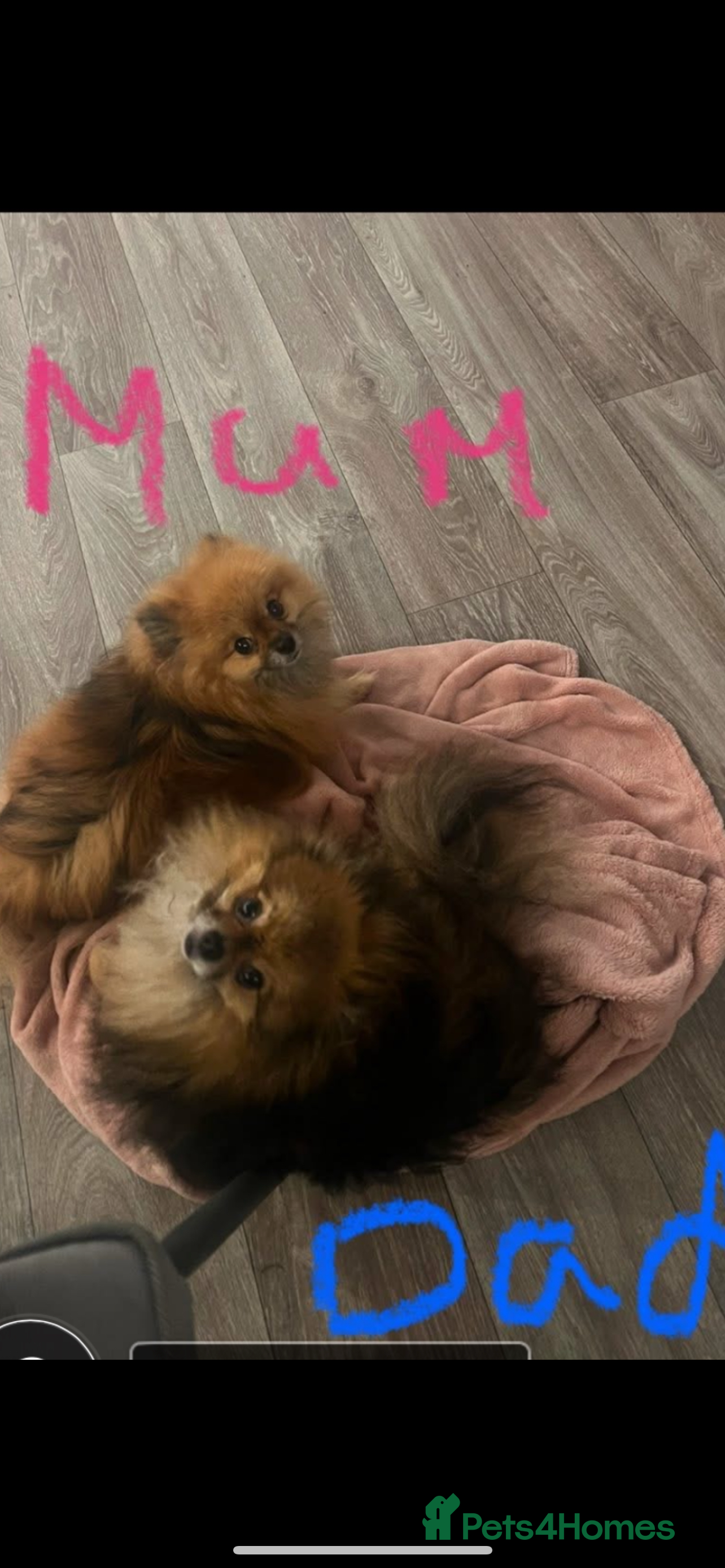 Pomeranian dogs Beautiful littler of Pomeranian’s  - Advert 3