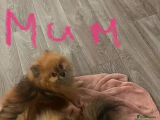 Pomeranian dogs Beautiful littler of Pomeranian’s - Advert 3