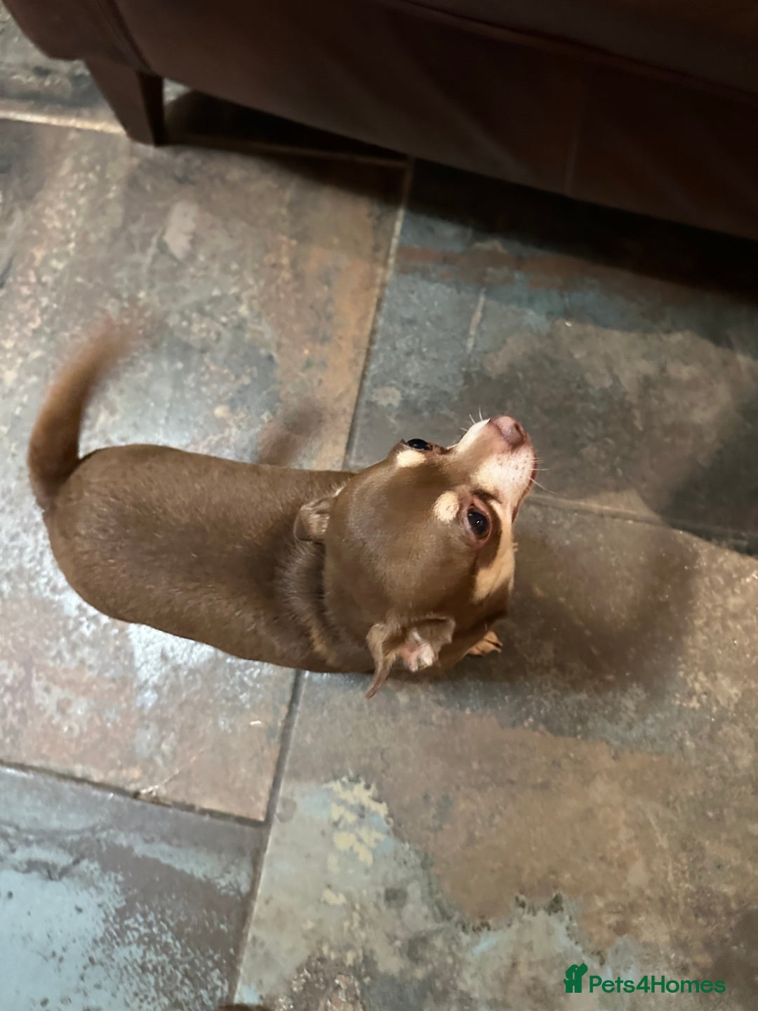 Chihuahua dogs for sale: 2 Lovely Little Boys - Advert 11