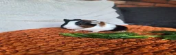 Guinea Pig rodents for sale: Baby guinea pigs - Advert 8