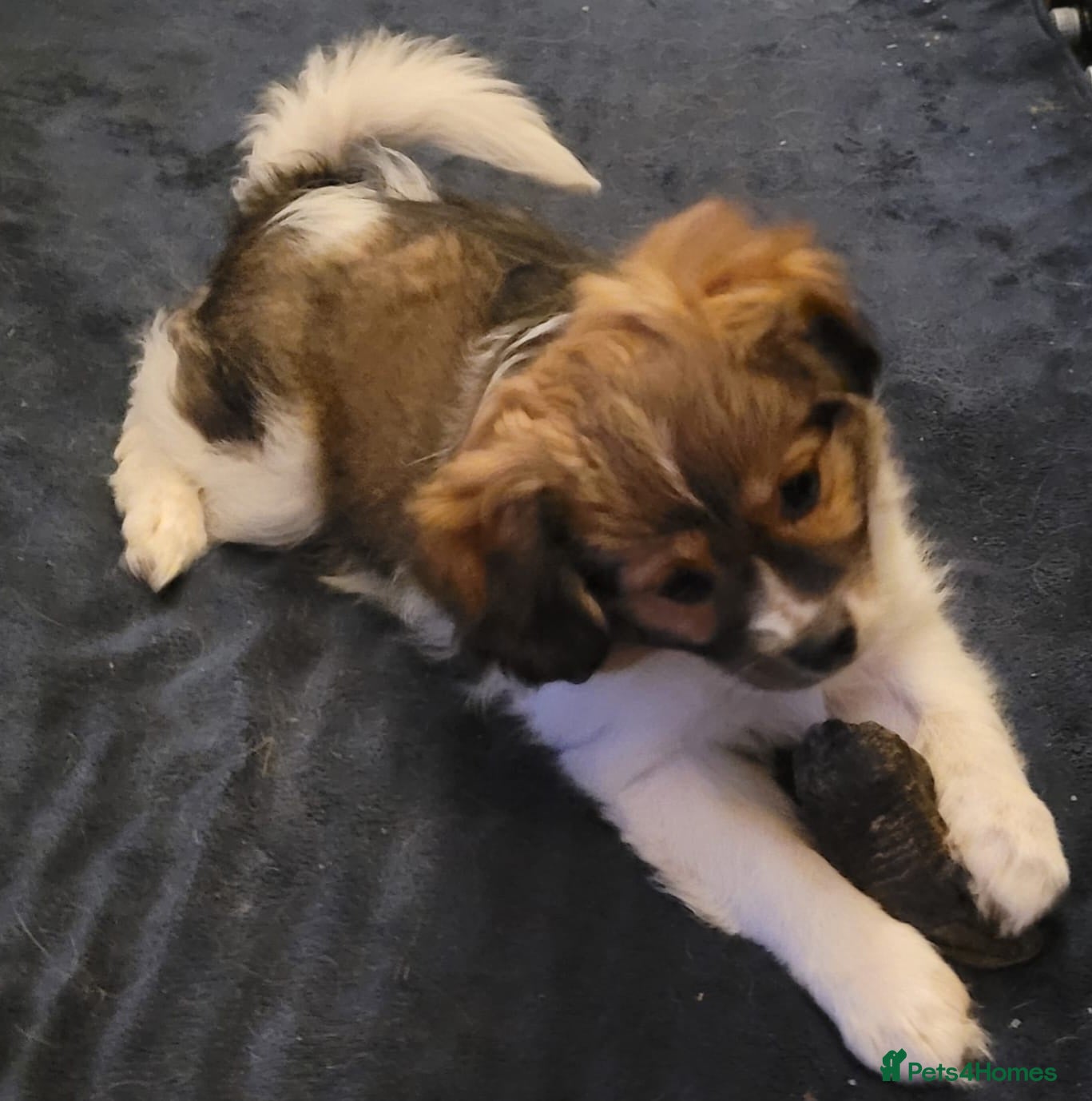 Mixed Breed dogs ONLY 1 left! Unique Hybrid Cavapoms - Advert 6