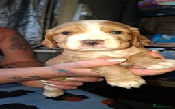 Cocker Spaniel dogs for sale: Beautiful kc registered working cocker pups  - Image 7