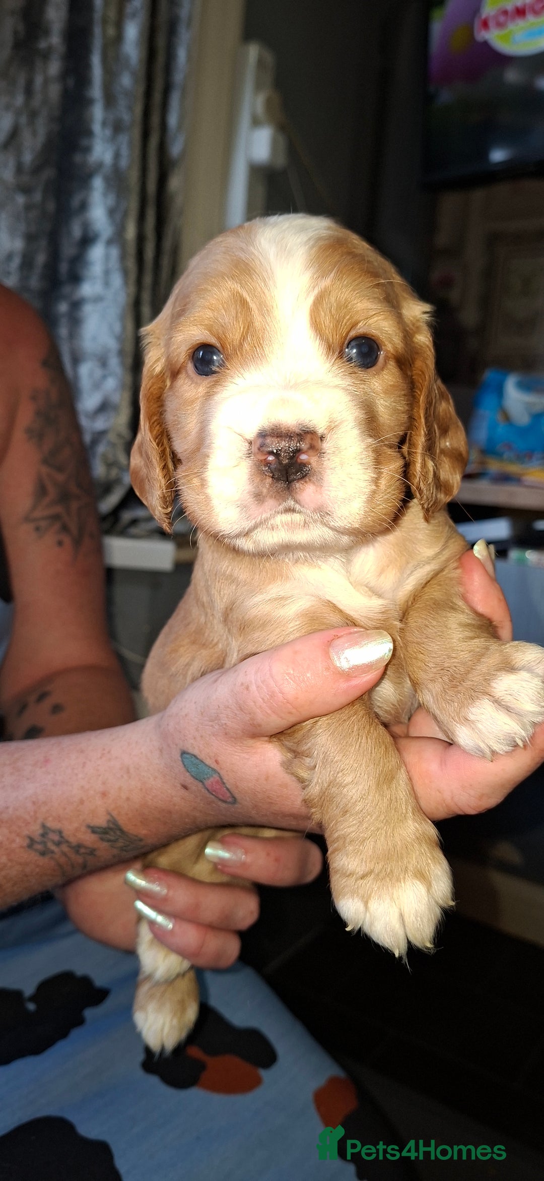 Cocker Spaniel dogs for sale: Beautiful kc registered working cocker pups  - Image 7
