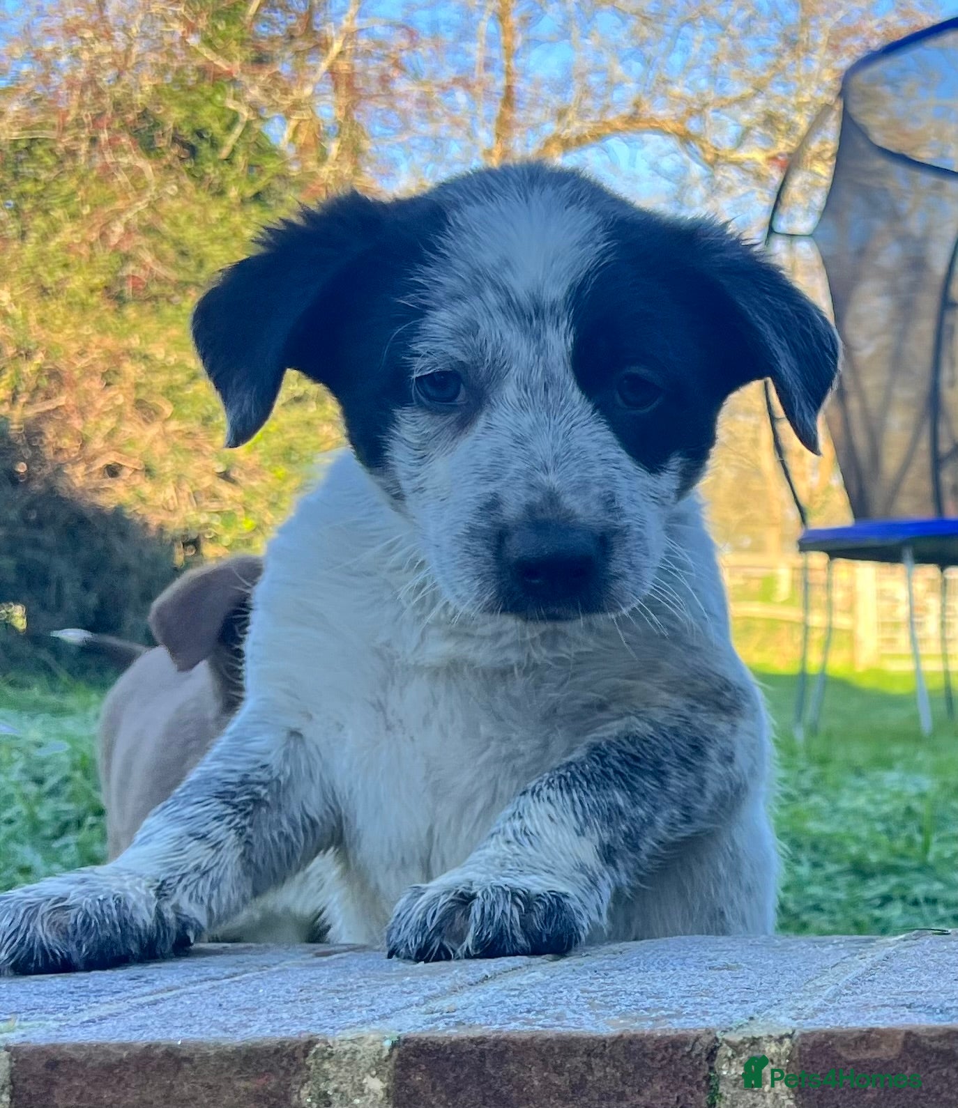 Border Collie dogs 1 gorgeous boy looking for new home-Ready now  - Advert 5