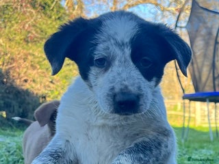 Border Collie dogs 1 gorgeous boy looking for new home-Ready now - Advert 1