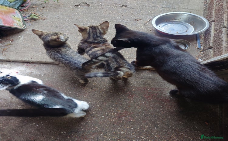 Mixed Breed cats - Advert 7