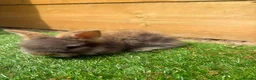Angora rabbits for sale: English angora babies  in Stoke-on-Trent - Advert 4