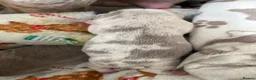 English Bulldog dogs for sale: KC English Bulldog Puppies – Health Tested Parents - Advert 16