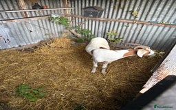 Goats livestock for sale: 1 year old boar goat castrated  - Image 7