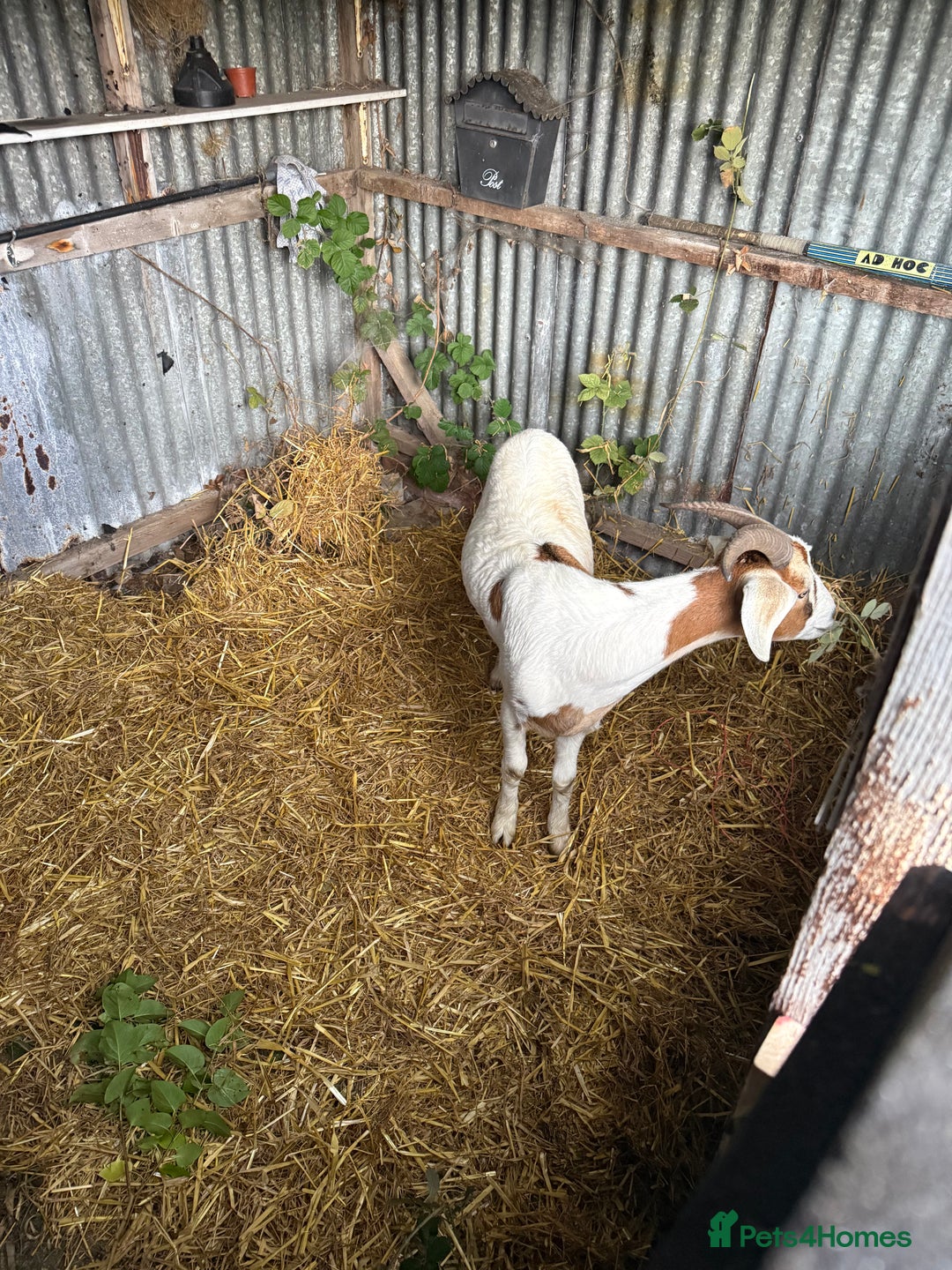 Goats livestock for sale: 1 year old boar goat castrated  - Image 7