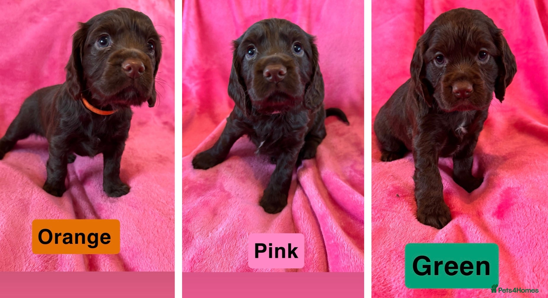 Cocker Spaniel dogs Stunning working cocker spaniel puppy’s  - Advert 1