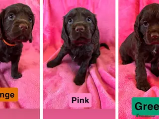 Cocker Spaniel dogs Stunning working cocker spaniel puppy’s - Advert 1
