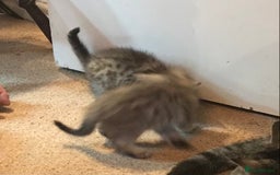 Mixed Breed cats for sale: Beautiful Fluffy Tabby Siblings for sale - Image 11