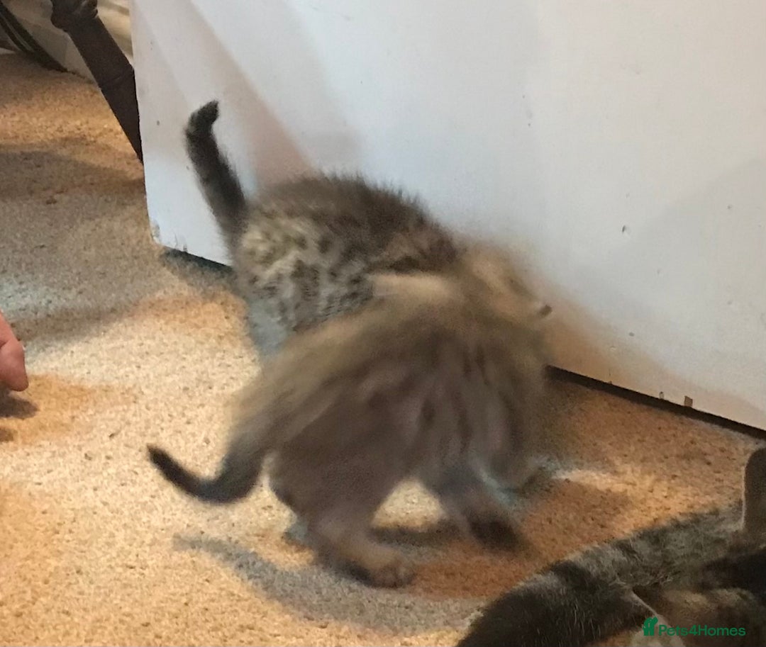 Mixed Breed cats for sale: Beautiful Fluffy Tabby Siblings for sale - Image 11