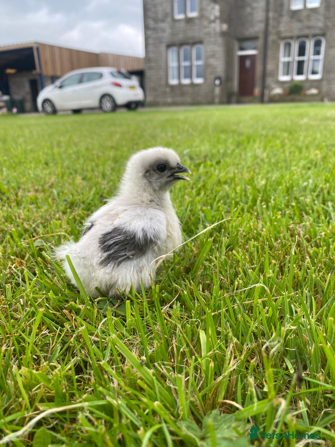 Hens poultry for sale: Purebred silkie hen with 7 purebred chicks - Image 5