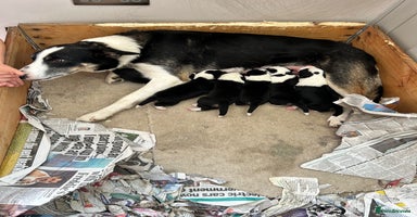 Border Collie dogs - Advert 6